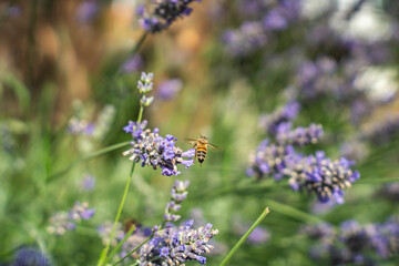 Close-Up of Bees Collecting Nectar from Blossoming Plants in lush green nature showing balanced ecosystem