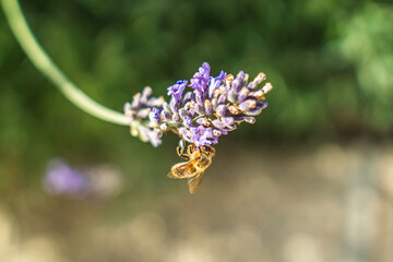Close-Up of Bees Collecting Nectar from Blossoming Plants in lush green nature showing balanced ecosystem