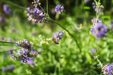 Close-Up of Bees Collecting Nectar from Blossoming Plants in lush green nature showing balanced ecosystem