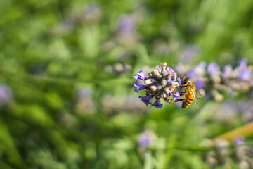 Close-Up of Bees Collecting Nectar from Blossoming Plants in lush green nature showing balanced ecosystem