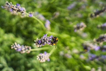 Close-Up of Bees Collecting Nectar from Blossoming Plants in lush green nature showing balanced ecosystem