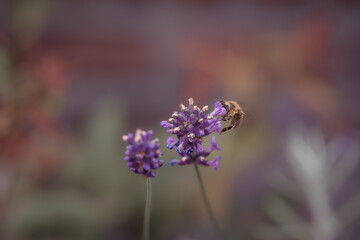 One bee collecting pollen from lavender flowers