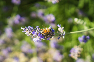 Close-Up of Bees Collecting Nectar from Blossoming Plants in lush green nature showing balanced ecosystem