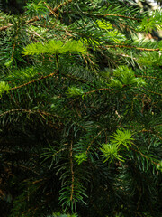 fir tree leaves