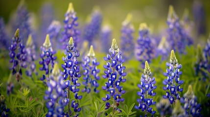 Fototapeta premium Blue lupine blooms adorned with yellow accents create a captivating view of a meadow, filled with vibrant colors and the essence of spring's renewal and beauty.