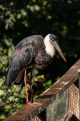 Woolly-Necked Stork (Ciconia episcopus) - Commonly Found in Sub-Saharan Africa and South Asia