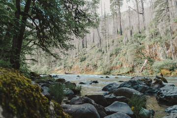 Stream in the Forest