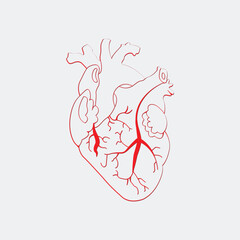 Red outline human heart vector illustration