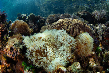 A bulbed anemone, Entacmaea quadricolor, grows on a reef in Alor, Indonesia. This anemone, found commonly in the Indo-Pacific region, is often a home to anemonefish.