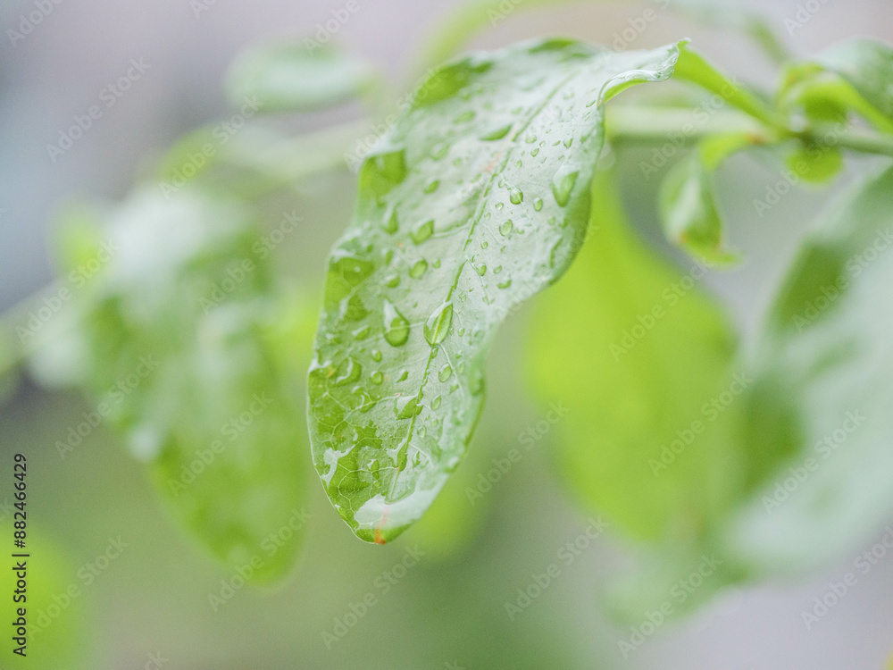 Canvas Prints 梅雨の長雨。雨に濡れた葉