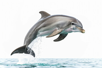 Fototapeta premium Dolphin gracefully leaps out of the water, glistening in sunlight against a white background, embodying freedom and joy. Perfect for summer designs