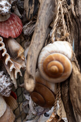 Sea shell used as a decoration