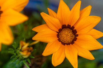 Close-up of an orange flower