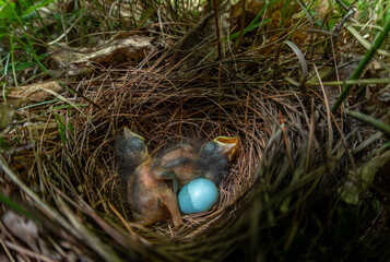 Hermit thrush bird chicks and hatching egg in nest from Massachusetts 