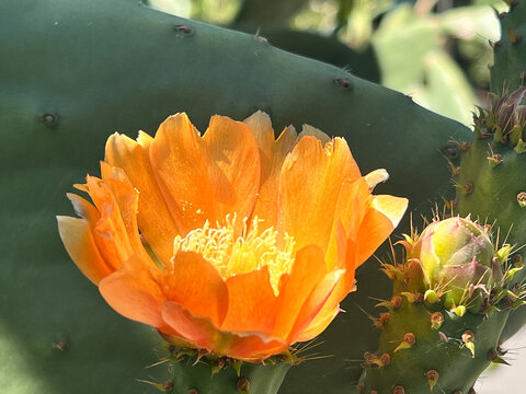 Blooming orange prickly pear cactus flower with a bud, Portugal