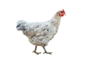 White Chicken female isolated on transparent background (Gallus domesticus)