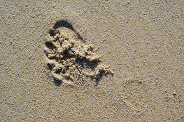 Random footprint at the beach sand
