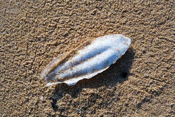 Cuttlefish Bone on beach seaside