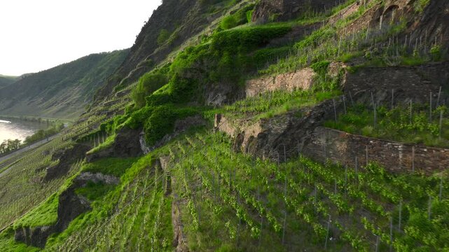 Vineyard terraces in Moselle Valley on Sunset time, Drone Aerial footage in Famous German Wine Region Moselle River