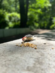 Red-headed woodpecker close up eating nuts 