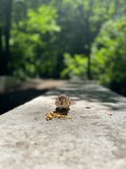 Chipmunk stuffing its cheek pouches with nuts in the forest. 