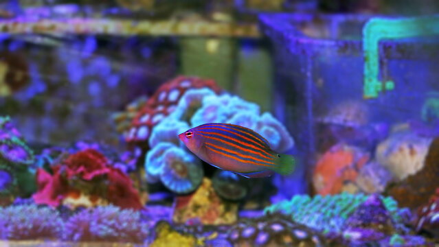 Six-line wrasse - Pseudocheilinus hexataenia
