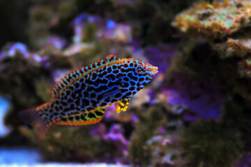 Black spotted Leopard Wrasse  - (Macropharyngodon meleagris)