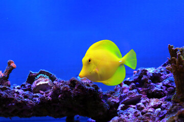 Hawaiian Yellow Tang - Zebrasoma flavescens
