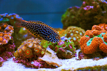 Black spotted Leopard Wrasse  - (Macropharyngodon meleagris)