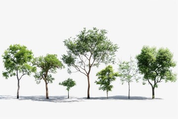 Obraz premium Group of trees on a plain white background