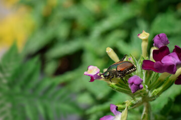 Japanese Beetle sitting on verbena flower in a garden