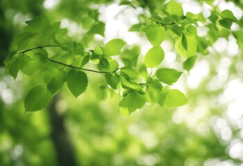 and nature bokeh background leaf fresh spring leaves summer day green natural