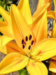 yellow flower on the camino de santiago in portugal, the portuguese way, pilgrimage along the St James way