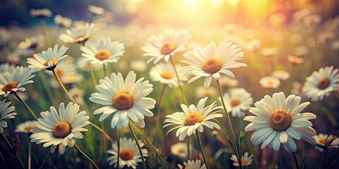 Vintage style image of daisies in a meadow seen from above , vintage, daisies, meadow, flowers, retro, nature, floral
