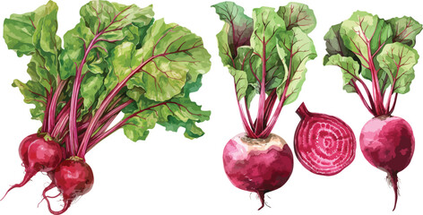 beet root watercolor clipart