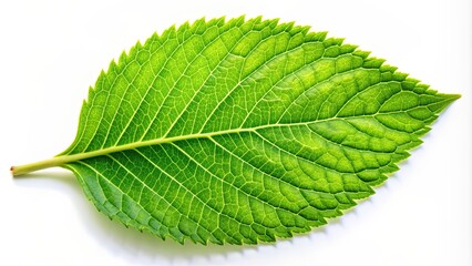 Fototapeta premium Vibrant green leaf on a white background, vibrant, green, leaf, nature, plant, isolated, close up, macro, botanical
