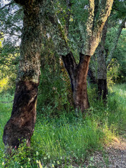 tree trunk with moss at the camino de santiago, horizontal image