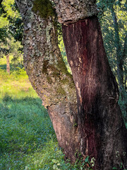 tree trunk with moss at the camino de santiago, horizontal image
