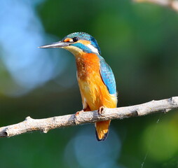 Kingfisher on branch,profile view.