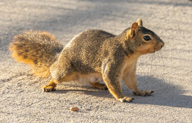 Fototapeta premium squirrel on the ground
