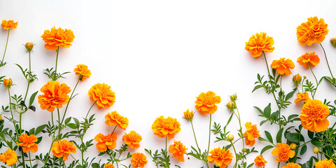 Marco de flores de cempasúchil en la parte inferior, fondo blanco