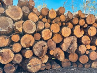 Many pine logs on a blue sky background in Tenerife, Canary Islands, Spain