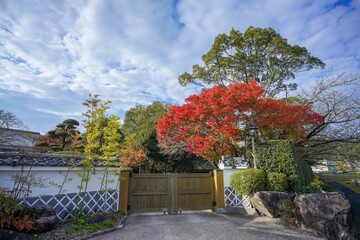 青空バックに見る日本庭園の情景