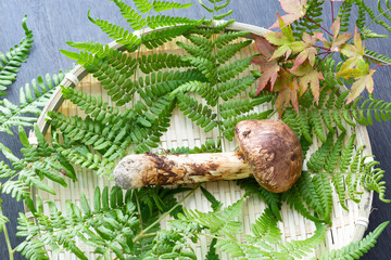 秋の味覚、松茸