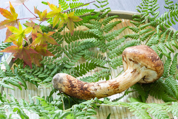 秋の味覚、松茸