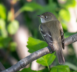 Alder Flycatcher