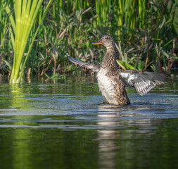 Mrs Mallard spreads her wings