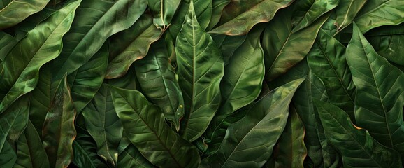 Obraz premium Abstract green fresh leaves contrasting with brown dry leaf lines, capturing nature's diversity