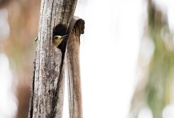 Melanerpes rubricapillus - Red-crowned Woodpecker - carpintero habado