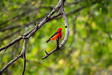 Pyrocephalus rubinus - Vermilion Flycatcher - Atrapamoscas pechirojo